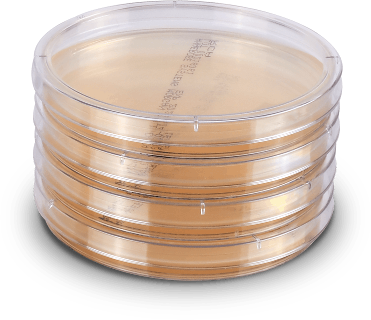 Agar Plates